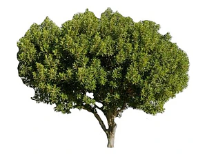  Algarrobo Europeo / Ceratonia Siliqua Árbol Ornamental