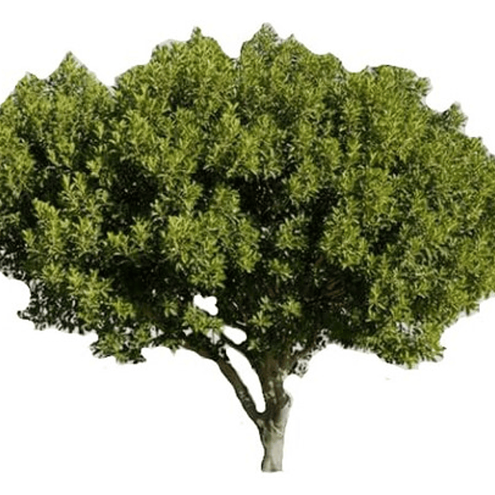  Algarrobo Europeo / Ceratonia Siliqua Árbol Ornamental 1