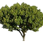  Algarrobo Europeo / Ceratonia Siliqua Árbol Ornamental - Miniatura 1