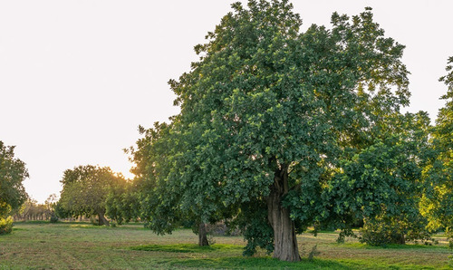  Algarrobo Europeo / Ceratonia Siliqua Árbol Ornamental 2