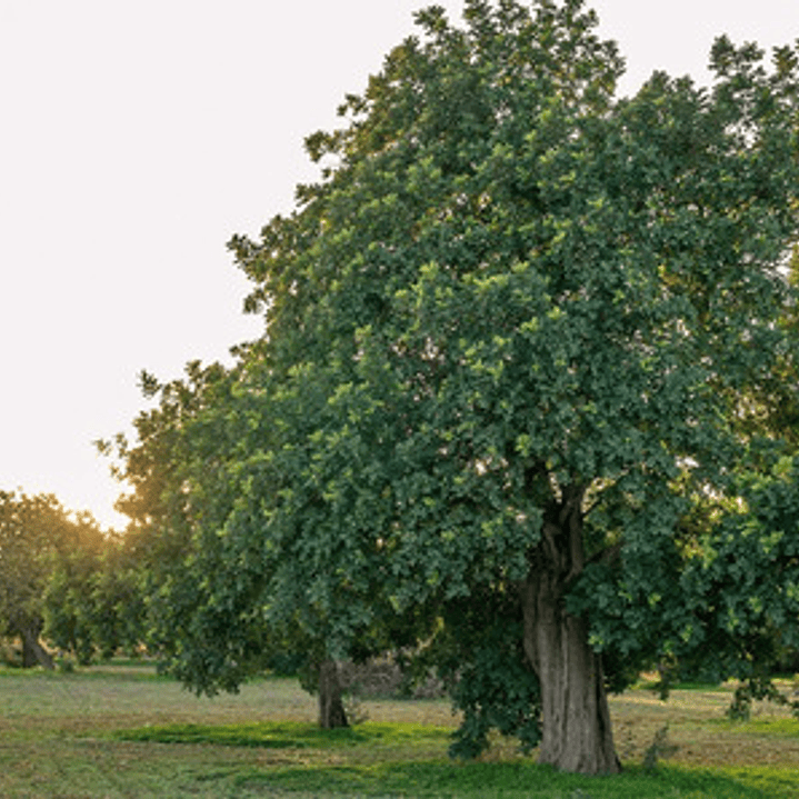  Algarrobo Europeo / Ceratonia Siliqua Árbol Ornamental 2