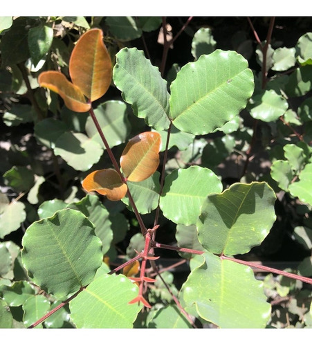  Algarrobo Europeo / Ceratonia Siliqua Árbol Ornamental 3