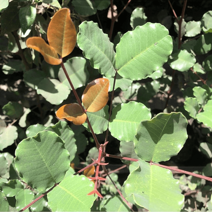  Algarrobo Europeo / Ceratonia Siliqua Árbol Ornamental 3