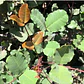  Algarrobo Europeo / Ceratonia Siliqua Árbol Ornamental - Miniatura 3