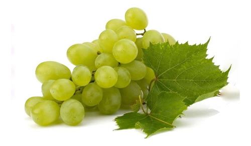 Parra De Uva Blanca Thompson / Sultanina Frutal Injertado 1