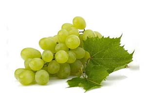 Parra De Uva Blanca Thompson / Sultanina Frutal Injertado