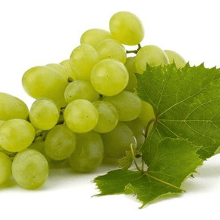 Parra De Uva Blanca Thompson / Sultanina Frutal Injertado 1