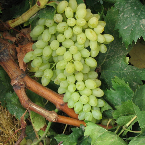 Parra De Uva Blanca Thompson / Sultanina Frutal Injertado 2