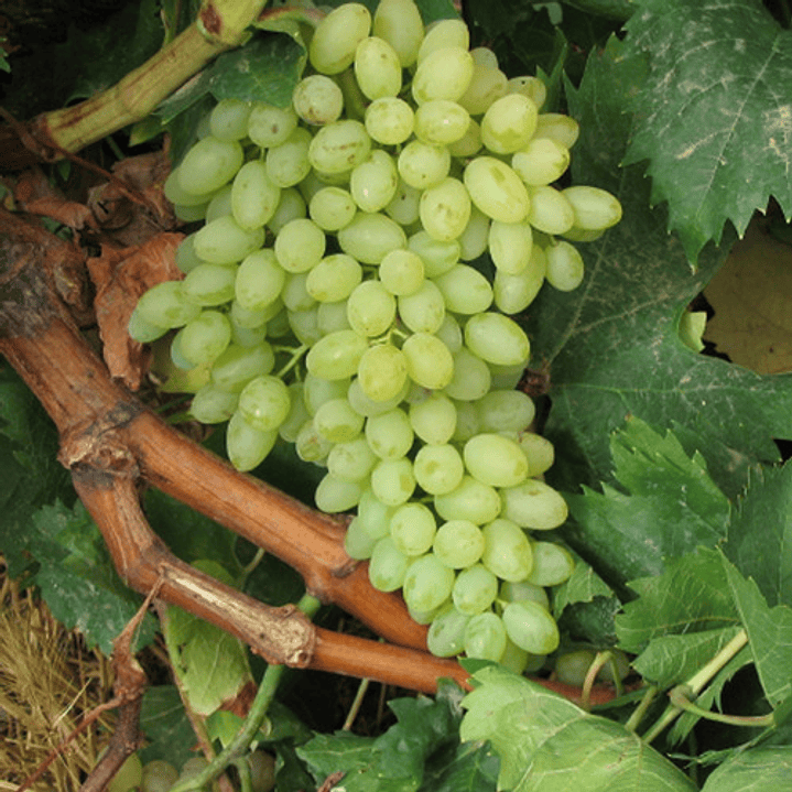 Parra De Uva Blanca Thompson / Sultanina Frutal Injertado 2