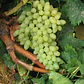 Parra De Uva Blanca Thompson / Sultanina Frutal Injertado - Miniatura 2