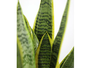 Sansevieria Laurentii Lengua De La Suegra Pequeña Interior