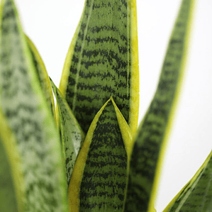 Sansevieria Laurentii Lengua De La Suegra Pequeña Interior