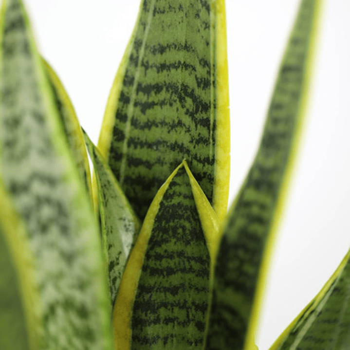Sansevieria Laurentii Lengua De La Suegra Pequeña Interior 1