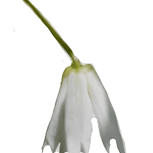 Patahua Patagua Pequeño Árbol Ornamental Nativo