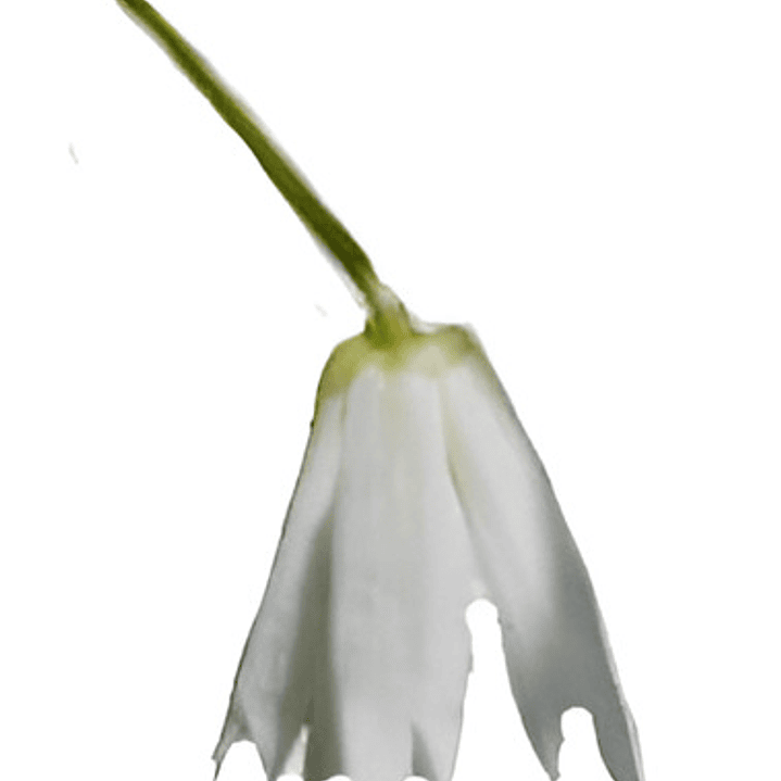 Patahua Patagua Pequeño Árbol Ornamental Nativo 1