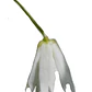 Patahua Patagua Pequeño Árbol Ornamental Nativo - Miniatura 1