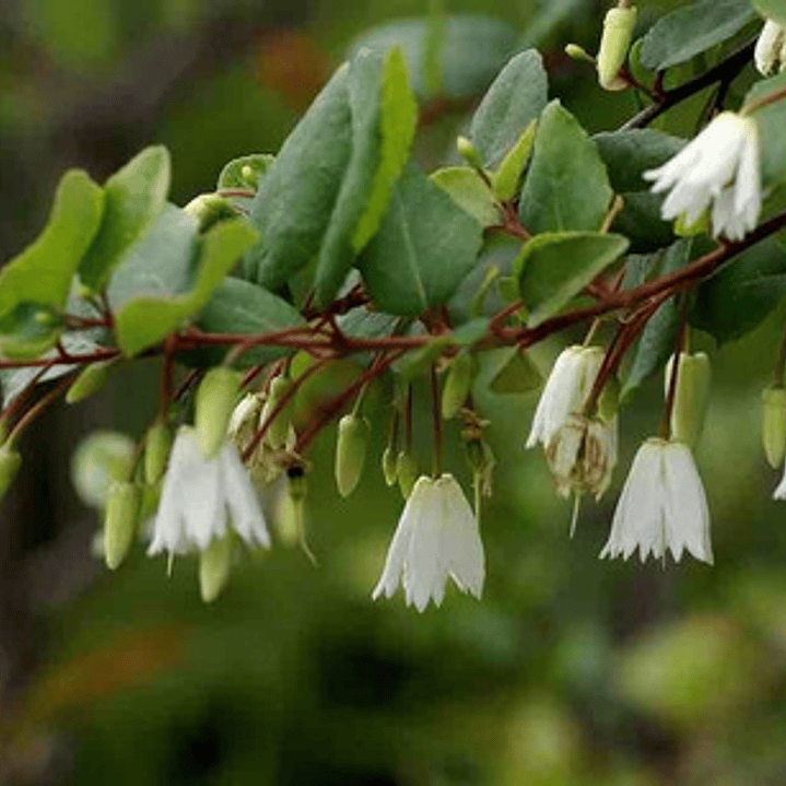 Patahua Patagua Pequeño Árbol Ornamental Nativo 2