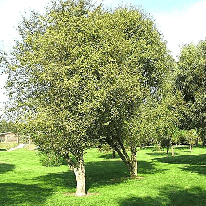 Patahua Patagua Pequeño Árbol Ornamental Nativo 3