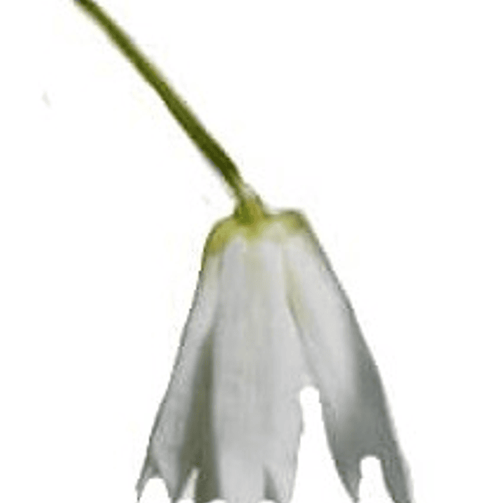 Patahua Patagua Pequeño Árbol Ornamental Nativo 4