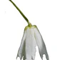 Patahua Patagua Pequeño Árbol Ornamental Nativo - Miniatura 4
