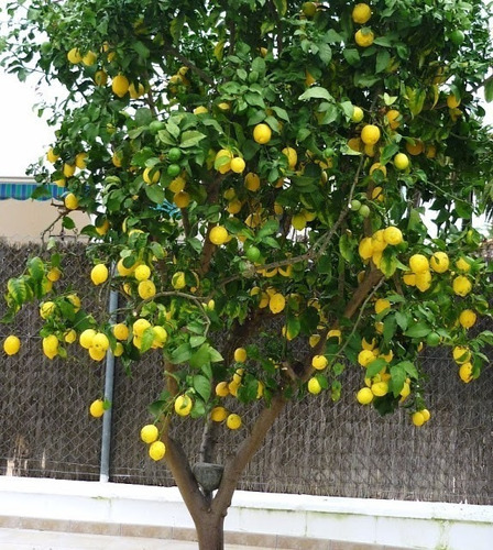 Limón Eureka Limonero Frutal Injertado 3