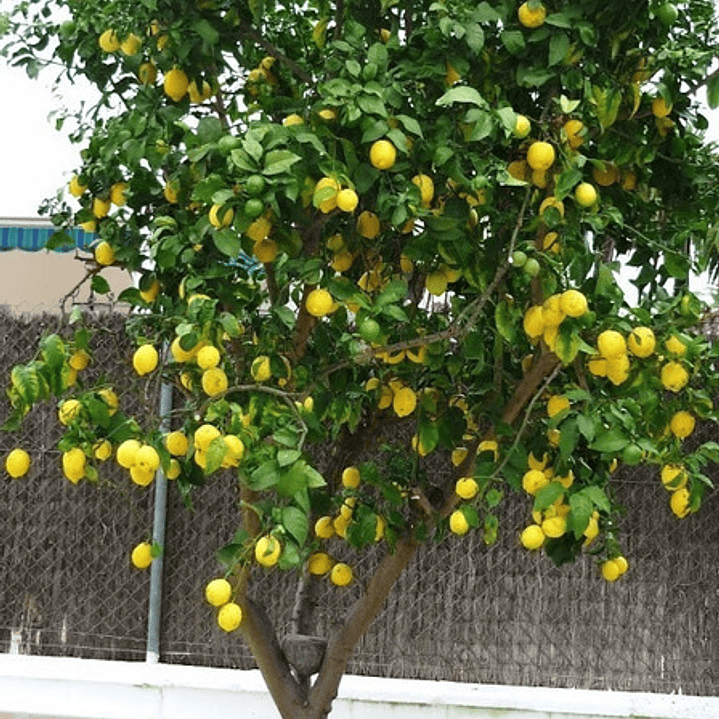 Limón Eureka Limonero Frutal Injertado 3