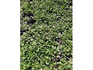 Cotula Scariosa Cubresuelo