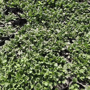 Cotula Scariosa Cubresuelo