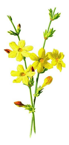 Jazmín Amarillo Trepadora Ornamental Enredadera 1