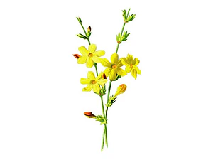 Jazmín Amarillo Trepadora Ornamental Enredadera