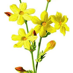 Jazmín Amarillo Trepadora Ornamental Enredadera