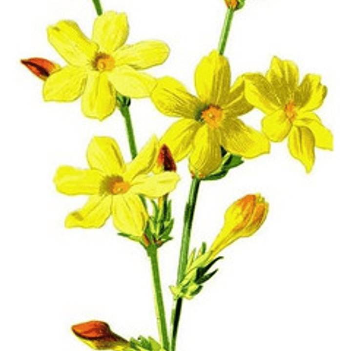 Jazmín Amarillo Trepadora Ornamental Enredadera 1