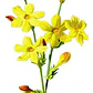 Jazmín Amarillo Trepadora Ornamental Enredadera - Miniatura 1