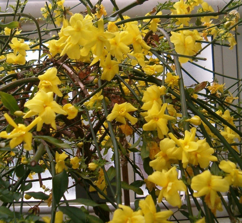 Jazmín Amarillo Trepadora Ornamental Enredadera 2