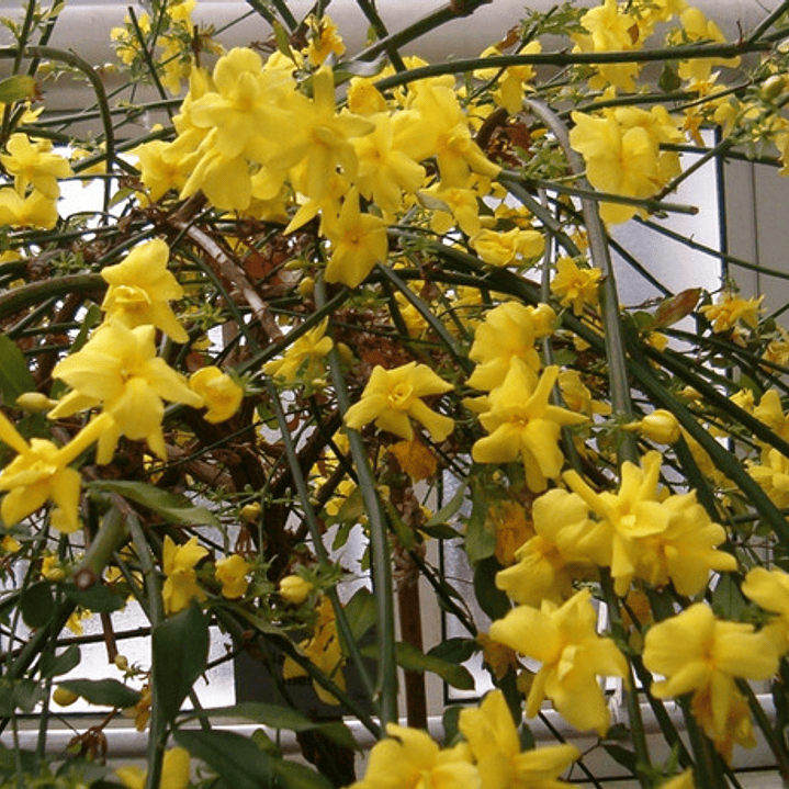 Jazmín Amarillo Trepadora Ornamental Enredadera 2