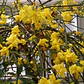Jazmín Amarillo Trepadora Ornamental Enredadera - Miniatura 2