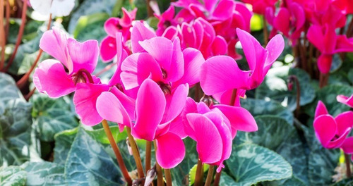 Violeta De Persia Fucsia Planta Ornamental 1