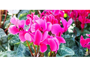 Violeta De Persia Fucsia Planta Ornamental