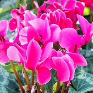 Violeta De Persia Fucsia Planta Ornamental