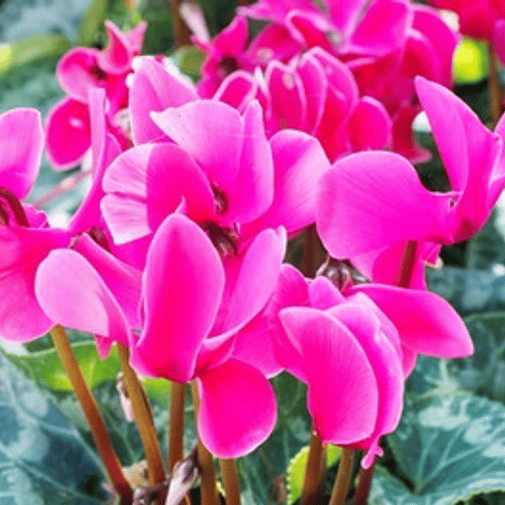 Violeta De Persia Fucsia Planta Ornamental 1