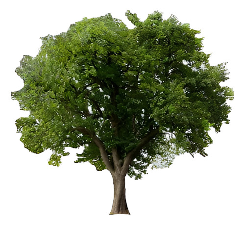 Quillay 1,7 Mts Árbol Nativo Ornamental 1