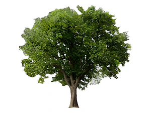 Quillay 1,7 Mts Árbol Nativo Ornamental