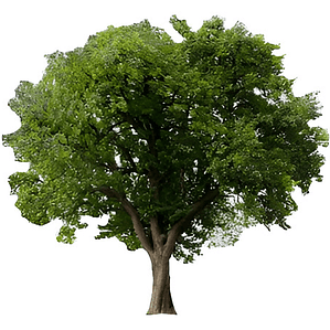 Quillay 1,7 Mts Árbol Nativo Ornamental
