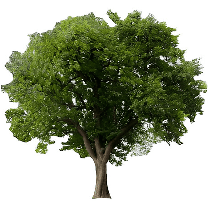 Quillay 1,7 Mts Árbol Nativo Ornamental 1