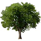 Quillay 1,7 Mts Árbol Nativo Ornamental - Miniatura 1
