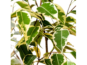 Ficus Benjamina Variegado Planta Interior 