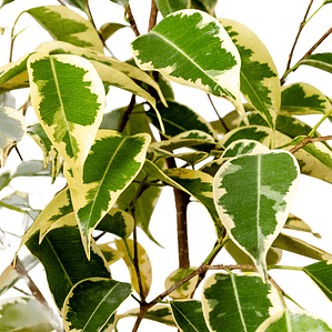 Ficus Benjamina Variegado Planta Interior 