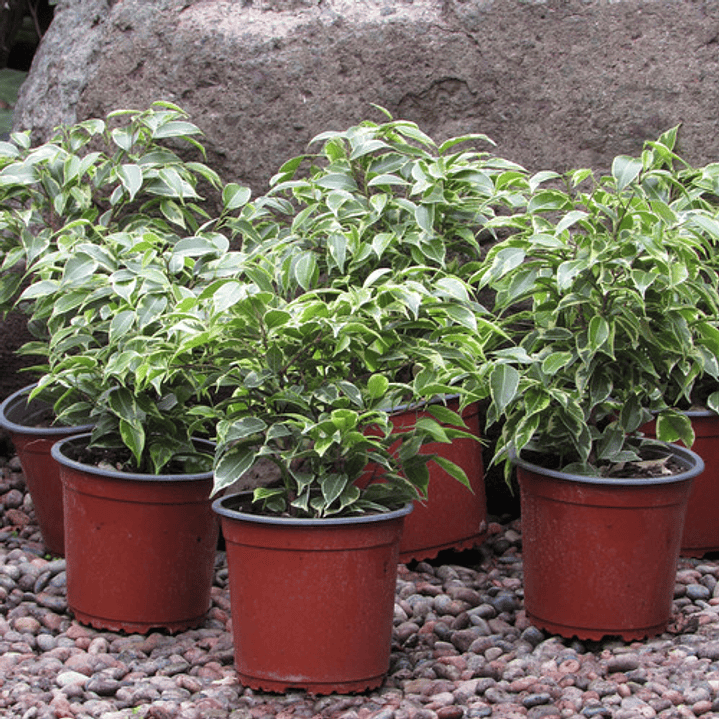 Ficus Benjamina Variegado Planta Interior  2