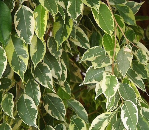 Ficus Benjamina Variegado Planta Interior  3