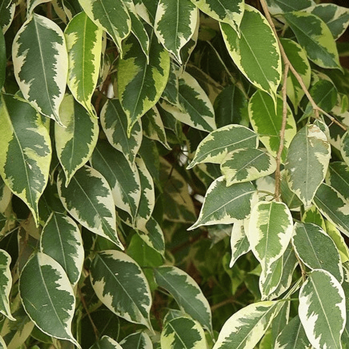 Ficus Benjamina Variegado Planta Interior  3